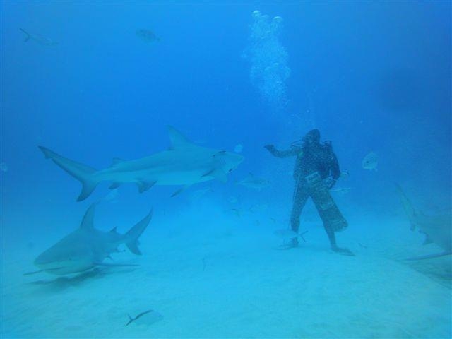  Diving with sharks 